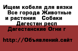 Ищем кобеля для вязки - Все города Животные и растения » Собаки   . Дагестан респ.,Дагестанские Огни г.